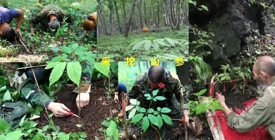 辽宁益仁堂本草文化产业园有限公司获评国家AA级旅游景区